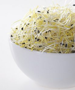 produzione semi semi da germoglio onion