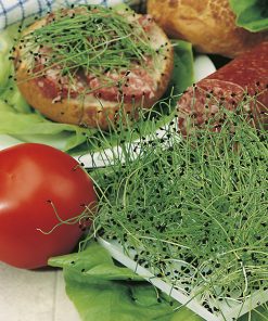 produzione semi semi da germoglio leek