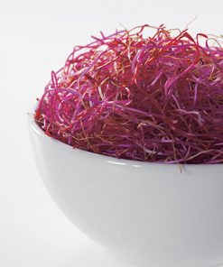 red bettroot produzione semi da germoglio