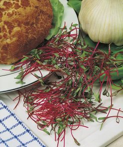 produzione semi semi da germoglio pink beetroot