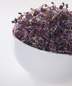 produzione semi semi da germoglio red cabbage