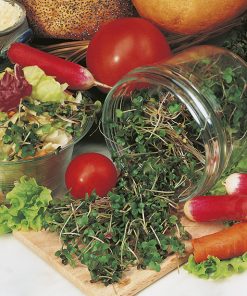 pink kohlraby produzione semi da germoglio