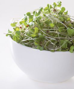 produzione semi semi da germoglio broccoli raab