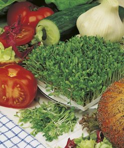 produzione semi da germoglio Chicory