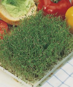 produzione semi semi da germoglio carrot