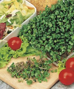 produzione semi semi da germoglio rocket cultivated