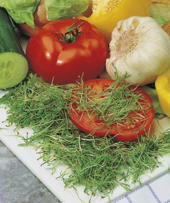produzione semi semi da germoglio fennel