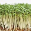 produzione semi semi da germoglio cress common