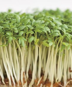 produzione semi semi da germoglio cress common