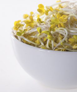 produzione semi semi da germoglio radish daikon