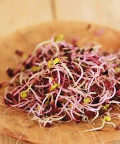 produzione semi semi da germoglio radish china rose