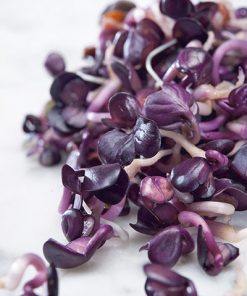 produzione semi semi da germoglio red radish red light