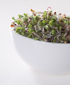 produzione semi semi da germoglio white mustard