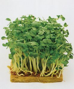 produzione semi semi da germoglio black mustard