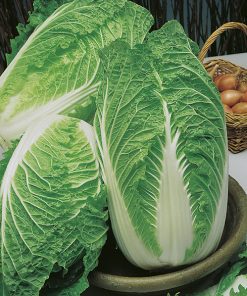 produzione semi Brassica Orientale Shaori F1 De Corato Sementi