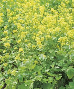 produzione semi senape sinapis alba