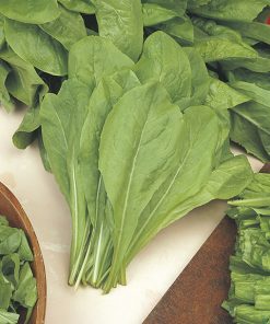 produzione semi cicoria spadona