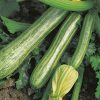 produzione semi zucchino striato d'italia