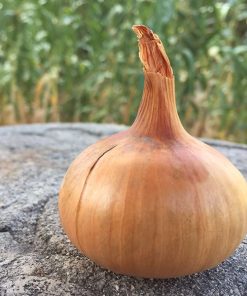 produzione semi cipolla a tunica gialla stuttgarter riesen