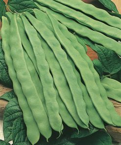 produzione semi fagiolo supermarconi