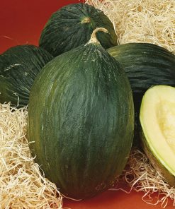 produzione semi melone tendral green