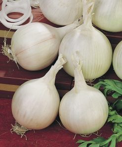 produzione semi cipolla a tunica bianca tonda musona