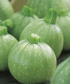 produzione semi zucchino tondo chiaro di nizza