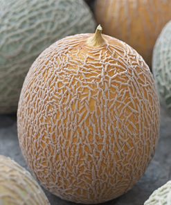 produzione semi melone top net