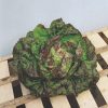 produzione semi lattuga trotzkopf