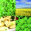 produzione semi broccoletto di rapa cinquantina cima grande
