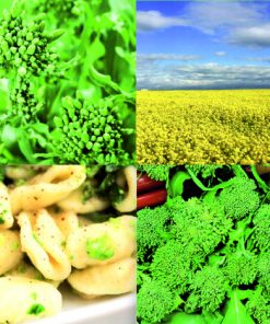 produzione semi broccoletto di rapa quarantina extra