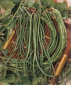 produzione semi fagiolo un metro o stringa
