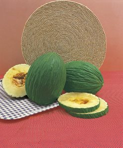 produzione semi melone valenciano temprano