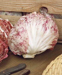 produzione semi cicoria variegata di castelfranco