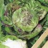 produzione semi cicoria variegata di chioggia