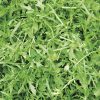 produzione semi rucola selvatica verano