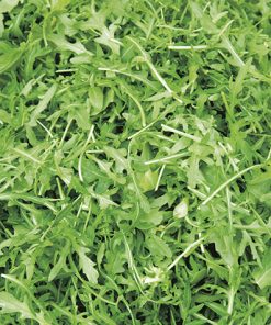 produzione semi rucola selvatica verano