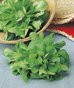 produzione semi valeriana verte de cambrai