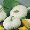 produzione semi zucca white flat boer