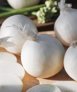 produzione semi cipolla a tunica bianca white grano