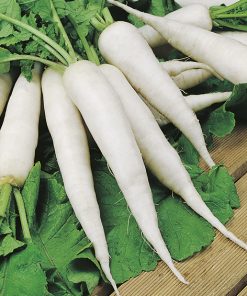 produzione semi ravanello white icicle