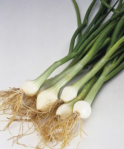 produzione semi cipolla a tunica bianca white lisbon