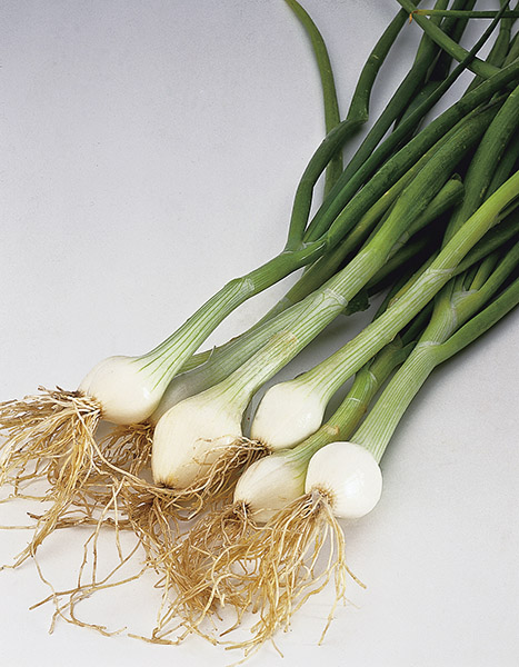 produzione semi cipolla a tunica bianca white lisbon