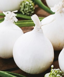 produzione semi cipolla a tunica bianca white sweet spanish ringmaster