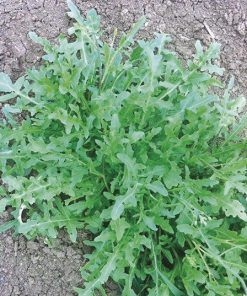 produzione semi rucola selvatica wild oaky