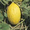 produzione semi melone yellow canary 3