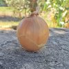 produzione semi cipolla a tunica gialla ds 8300 F1