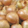 produzione semi cipolla a tunica gialla granex prr