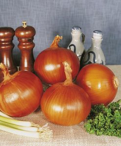 produzione semi cipolla a tunica gialla sweet spanish