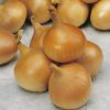 produzione semi cipolla a tunica gialla zittauer gelbe